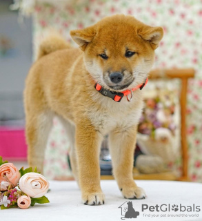 Photos supplémentaires: Shiba Inu. Chiots