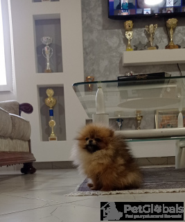 Photo №4. Je vais vendre spitz nain en ville de Belgrade.  - prix - 2000€