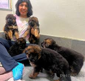 Photo №1. berger allemand - à vendre en ville de Gheant | 1090€ | Annonce №167081