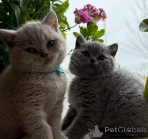 Photo №2 de l'annonce № 166706 de la vente british shorthair - acheter à La finlande annonce privée