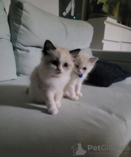Photo №2 de l'annonce № 132688 de la vente ragdoll - acheter à La Grande-Bretagne annonce privée, éleveur