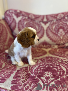 Photo №3. Порrés. USA