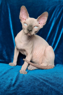 Photo №1. sphynx - à vendre en ville de Dnipro | 918€ | Annonce № 6174