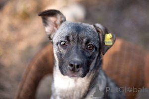 Photo №4. Je vais vendre chien bâtard en ville de Москва.  - prix - Gratuit