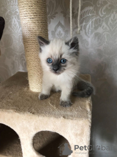 Photos supplémentaires: Des chatons Ragdoll en bonne santé autour de vous