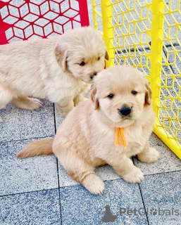 Photo №3. Golden Retriever Welpen. L'Autriche