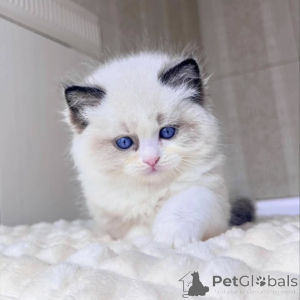 Photo №1. ragdoll - à vendre en ville de Bali | négocié | Annonce № 156269