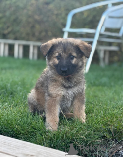 Photo №1. berger allemand - à vendre en ville de Bundenbach | 350€ | Annonce №153439