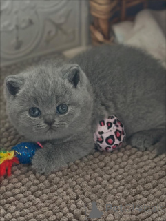 Photo №3. La grâce à chaque pas, la chaleur dans chaque ronronnement. La beauté d'Islas. Italie