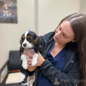 Photo №2 de l'annonce № 155582 de la vente cavalier king charles spaniel - acheter à Italie annonce privée