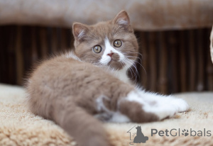 Photo №2 de l'annonce № 169616 de la vente british shorthair - acheter à Italie annonce privée