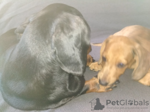 Photo №3. Teckel poil long mâle. Ukraine