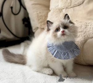 Photo №1. ragdoll - à vendre en ville de Finstervalde | 350€ | Annonce № 178158
