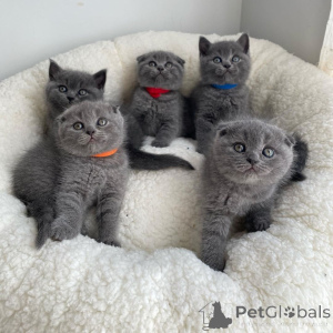 Photo №3. Chatons Scottish Fold élevés à la maison. Estonie