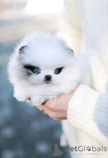 Photo №1.  - à vendre en ville de Calgary | Gratuit | Annonce №161130