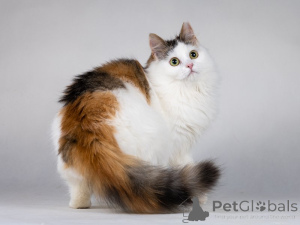 Photo №2 de l'annonce № 138656 de la vente  - acheter à Fédération de Russie annonce privée