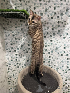 Photo №2 de l'annonce № 152730 de la vente bengal - acheter à Suisse annonce privée