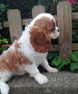 Photo №4. Je vais vendre cavalier king charles spaniel en ville de Hudiksvall. annonce privée, éleveur - prix - 1000€