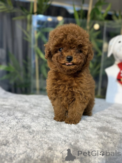 Photo №1. caniche (jouet) - à vendre en ville de Gijón | négocié | Annonce №163712