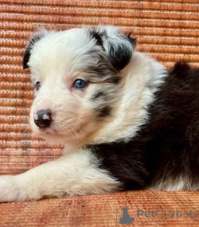 Photo №1. welsh corgi - à vendre en ville de Wiener Neustadt | 325€ | Annonce №143521