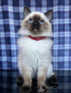 Photo №1. ragdoll - à vendre en ville de Alavus | 350€ | Annonce № 155439