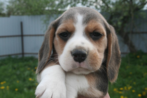 Photo №4. Je vais vendre beagle en ville de Orcha. de la fourrière - prix - 361€