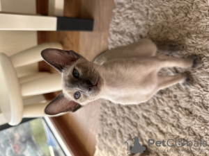 Photo №1. oriental shorthair - à vendre en ville de Odessa | 1171€ | Annonce № 129437