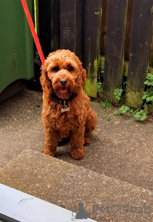 Photo №4. Je vais vendre kavapoun en ville de Донегол. annonce privée - prix - 500€