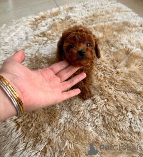 Photo №3. Chiots caniches jouets mignons à vendre. Allemagne