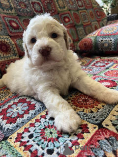 Photos supplémentaires: Chiots Lagotto Romagnolo