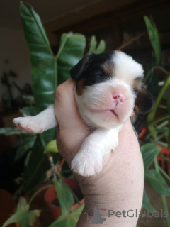 Photo №2 de l'annonce № 137095 de la vente cavalier king charles spaniel - acheter à Luxembourg annonce privée, éleveur