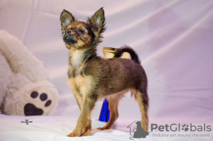 Photo №1. petit chien russe - à vendre en ville de Москва | négocié | Annonce №81722