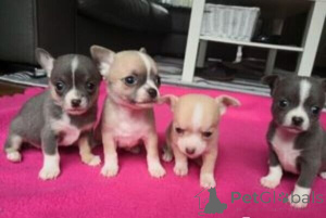 Photo №1. chihuahua - à vendre en ville de Nuremberg | 450€ | Annonce №149685