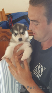 Photo №1. malamute de l'alaska - à vendre en ville de Bilann | 650€ | Annonce №167471