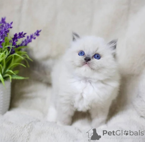 Photo №1. ragdoll - à vendre en ville de Pitzwalk | 350€ | Annonce № 177605