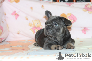 Photo №4. Je vais vendre bouledogue en ville de Kiev. éleveur - prix - 2000€