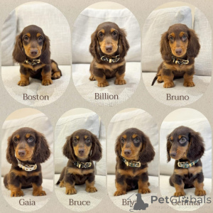 Photo №1. teckel - à vendre en ville de Milan | négocié | Annonce №158389