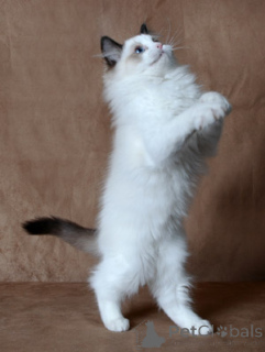 Photo №3. Chatons de ragdoll blanc masculin de 12 semaines. Pologne