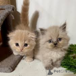 Photo №2 de l'annonce № 163812 de la vente munchkin - acheter à L'Autriche annonce privée, éleveur