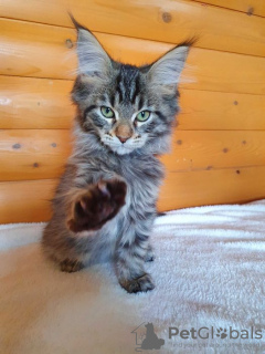 Photo №4. Je vais vendre maine coon en ville de Kharkov. de la fourrière - prix - 403€