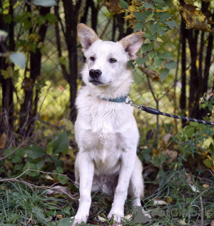 Photo №2 de l'annonce № 124467 de la vente chien bâtard - acheter à Fédération de Russie annonce privée