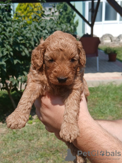 Photo №2 de l'annonce № 112495 de la vente caniche (jouet) - acheter à Serbie éleveur