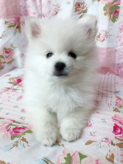 Photo №3. Spitz allemand blanc. Fédération de Russie