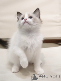 Photo №2 de l'annonce № 155915 de la vente ragdoll - acheter à Allemagne éleveur
