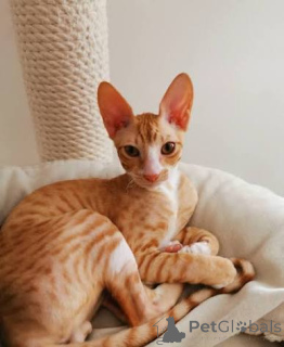 Photo №1. cornish rex - à vendre en ville de Riekstukalns | négocié | Annonce № 173236