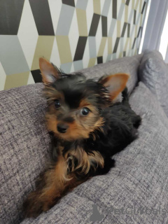 Photo №1. yorkshire terrier - à vendre en ville de Дрезден | 265€ | Annonce №119351