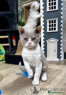Photo №2 de l'annonce № 143767 de la vente selkirk rex à poil ras - acheter à L'Autriche éleveur