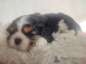 Photo №3. Cavalier King Charles Spaniel. Pologne