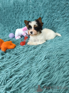 Photo №4. Je vais vendre biewer yorkshire terrier en ville de Tbilissi. annonce privée, de la fourrière, éleveur - prix - négocié