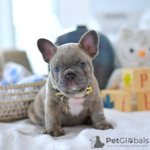 Photo №1. bouledogue - à vendre en ville de Reykjavík | négocié | Annonce №97411